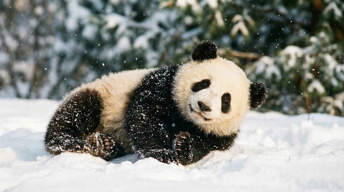 尤物视频熊猫视频社区